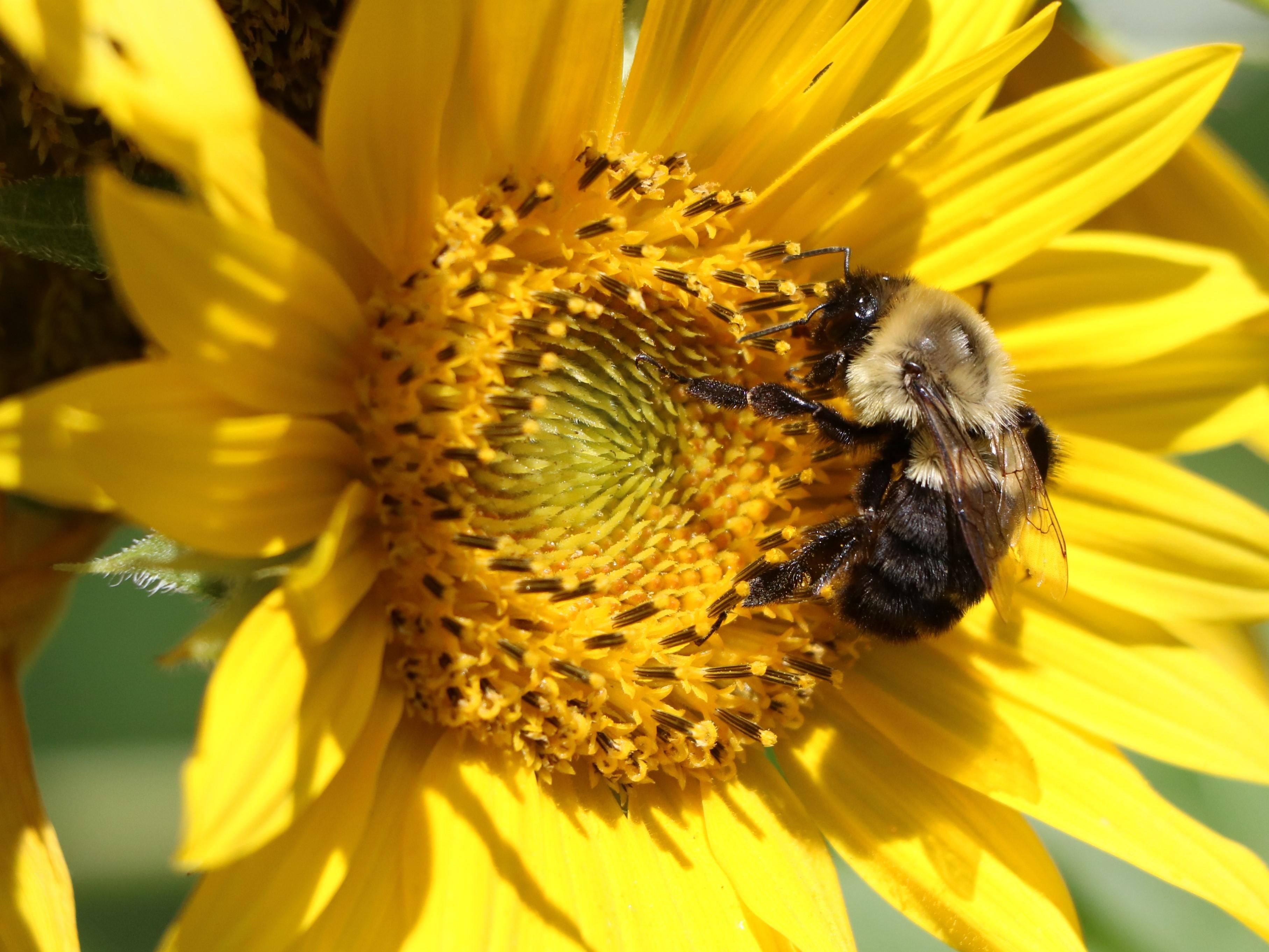 bee_sunflower_IMG_4586.jpg