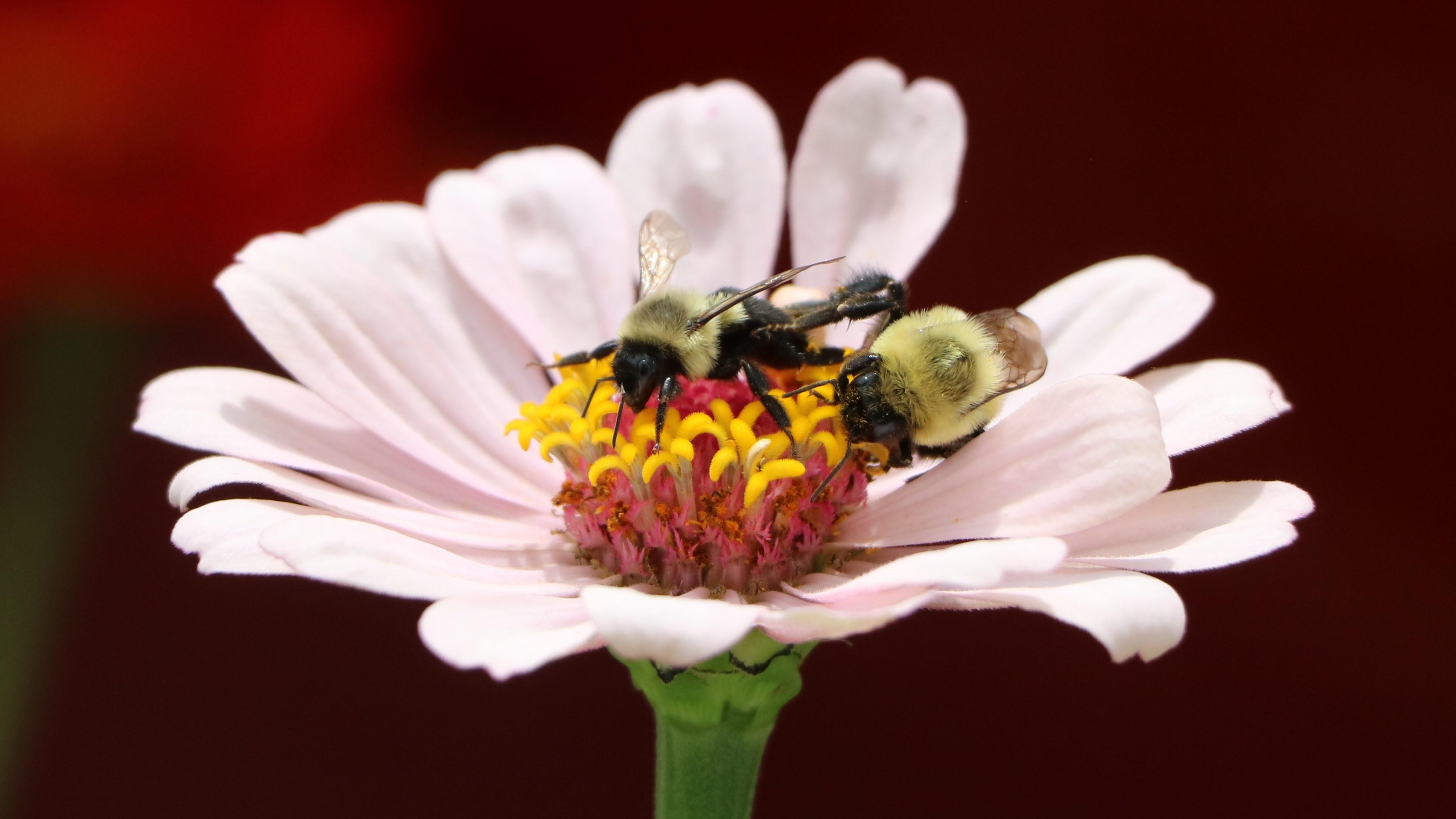 bees_IMG_4499.jpg