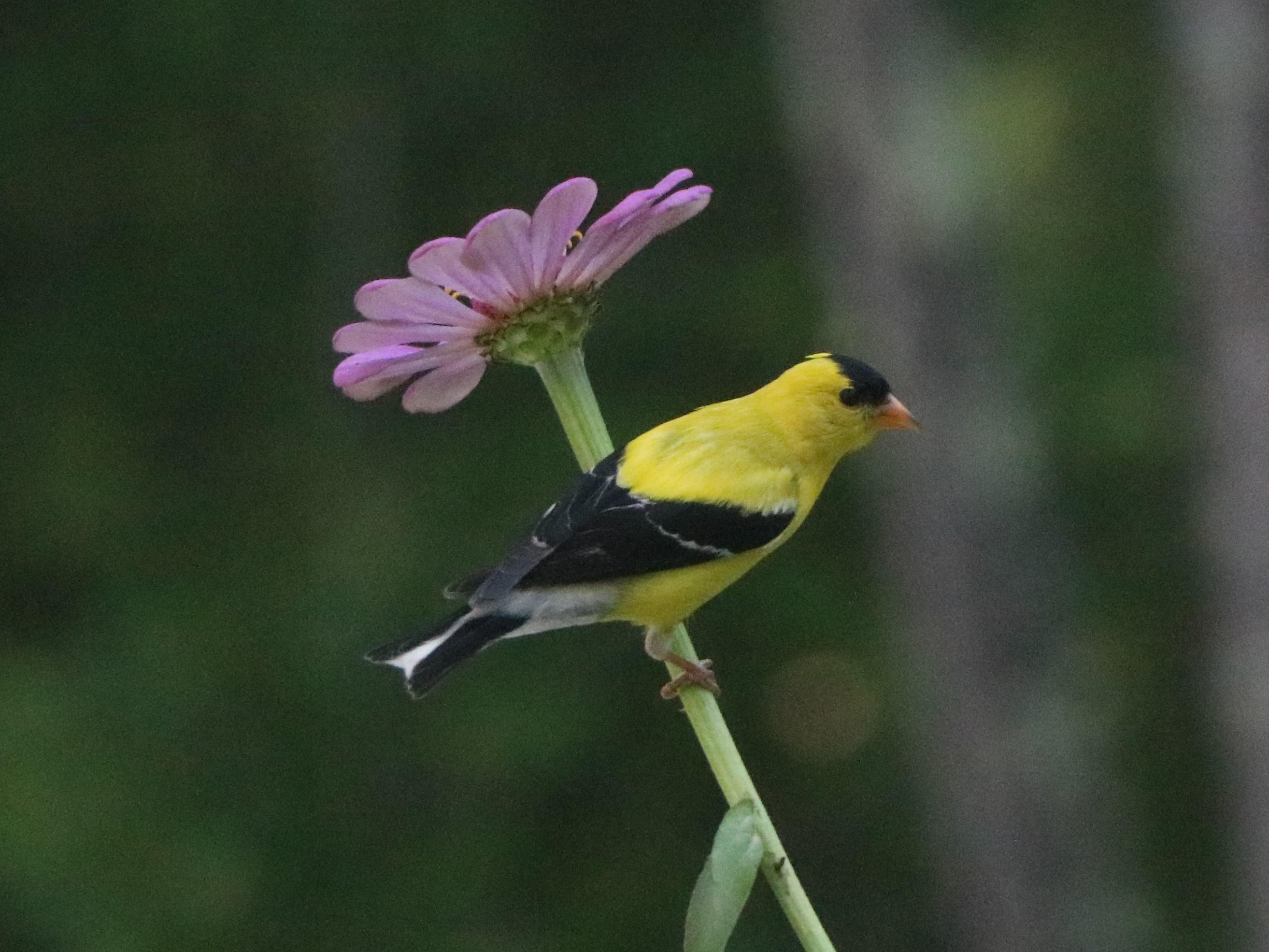 yellow_finch_IMG_4449.jpg